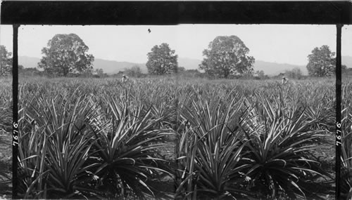 A Field of Pineapples, Jamaica