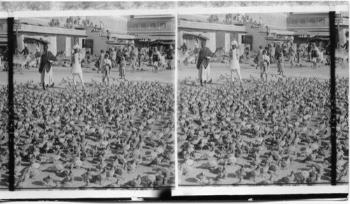 Fearless of harm, - multitudes of pigeons in the streets of Jaipur, India