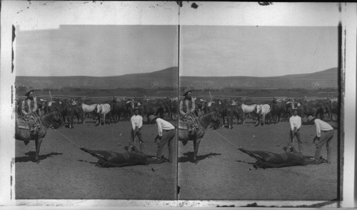 Stock raising on the plains of Wyoming - Branding the Wild Horse. Wyoming. U.S.A. [Broadman Trip. 1901. 1/18/85 JBM]