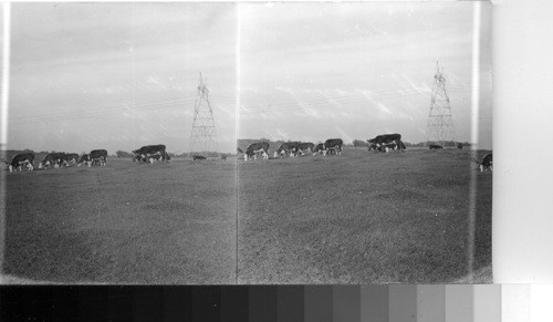 Cattle grazing on winter cover crop of oat and netch [vetch?], on farm of T. T. Hackworth near Florence, Ala