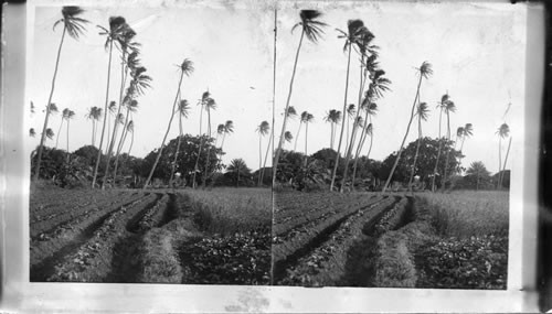 Sweet Potatoes, Rice and Coconut Palms, Hawaii