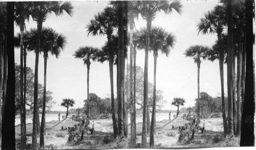 Palms along river. India