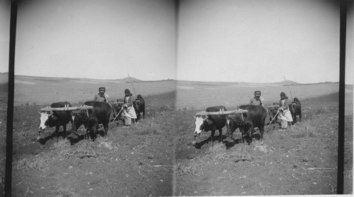 Plowing. Palestine