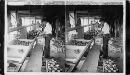 New Jersey. Picking and crating luscious peaches, N.J