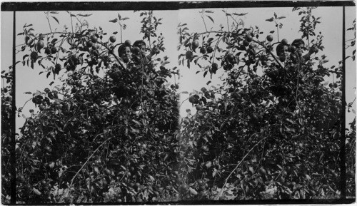 Apples On the Lewis Farm. Hammondsport, N.Y