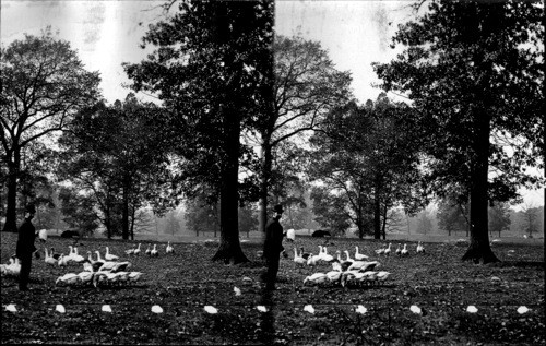 The Gentleman Farmer, St. Louis, Mo.[man feeding geese]