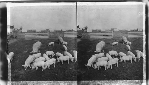 Yorkshire Hogs, University of Illinois, Urbana, Ill