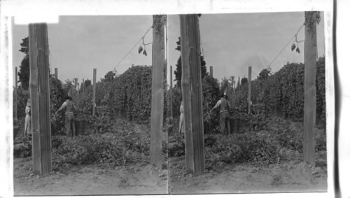 Cutting Hops in a Forest of Vines on a Ranch in Washington