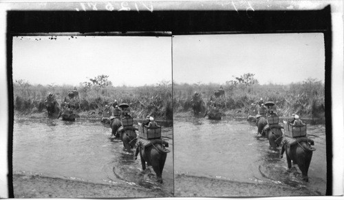 Tiger hunters on their way into the Behar jungle, Royal Bengal Tiger Hunt. India