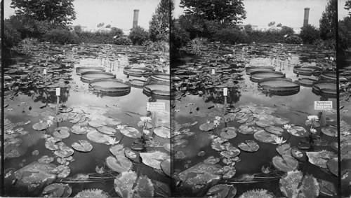 Lotus, water lilies and other aquatic plants in a New Jersey Nursery