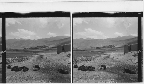 221 After the very steep climb up the Shybar Pass the road reaches a plateau, fertile soil and studded with small villages. Picture taken towards direct South, with Koh-i-Baba range at the back