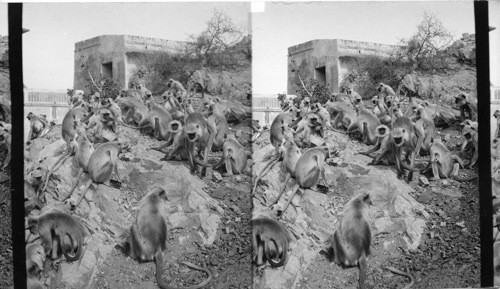 Sacred Monkeys - near Galta, Jeyhore, India