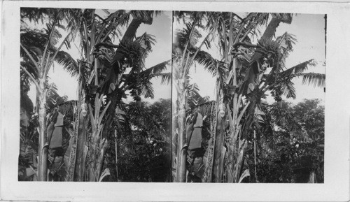Wild Bananas Growing in the Hawaiian Islands