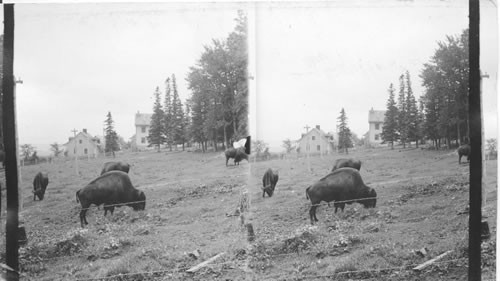 Canadian Buffalo, Quebec (?), Canada