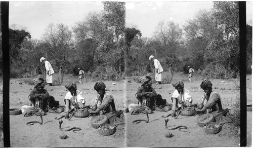 Snake Charmers. India. Delhi