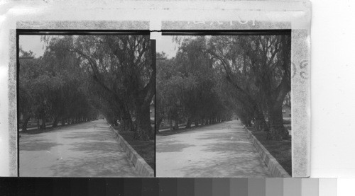 A pepper tree-shaded avenue Pasadena, Calif