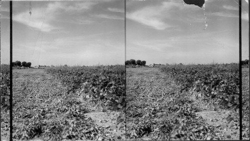 Field of Soy Beans in Mo