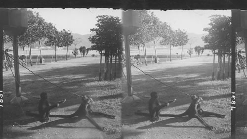 Spider monkeys in the Hamburg American Gardens at St. Thomas, West Indies