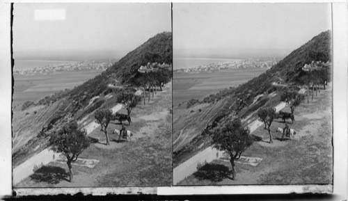 Haifa and Bay of Akka, east from Mt. Carmel. Palestine