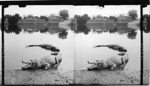 Fierce, man-eating alligators lying in wait for prey on the banks of an Indian river. India