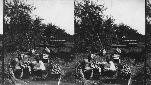 Picking apples in N.J. in October 1926 near red bank. N.J., Staymen - Winesap variety - 15 yr. old trees. Crop about 18 crates (bushel each) per tree - blossom early in May - picking in Oct. - good keeper until March. Notice cowpeas growing on soil - they are used as green manuring - disked under in spring