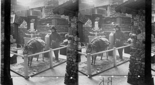 The Miner and his ship, Mining Building, World's Columbian Exposition. [Diorama of miner and donkey]