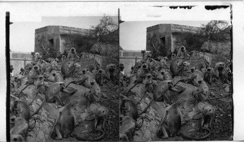 Sacred Monkeys at Galta near Jeypore, India. fascinating even to those not inclined to worship. India