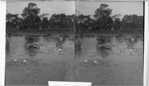 Lily Bed, Garfield Park, Chicago, Ill