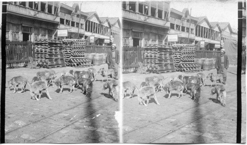 Dogs on the wharf of Constantinople, Turkey