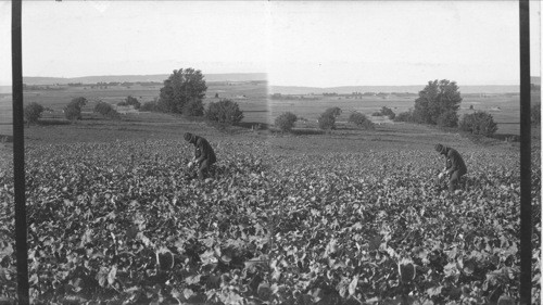 A view over Cornwallis Valley, Turnip field in foreground, Canard, N.S