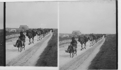 Caravan of Camels, Palestine