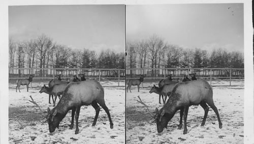 Elk. Central Park. N.Y