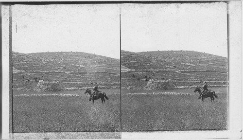 Terraced Vineyard and Old Watch-Tower (S.W.) at Beeroth, Palestine