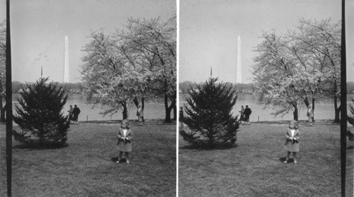 Childhood & Cherry Blossoms, Wash, D.C