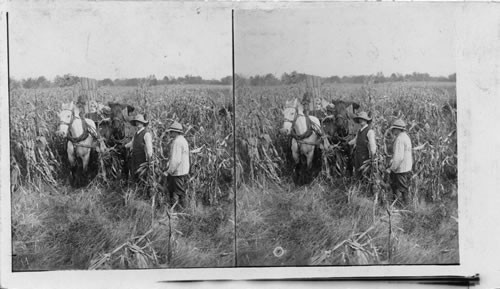 Snapping Corn - Gathering Iowa's great staple with a wagon, Iowa