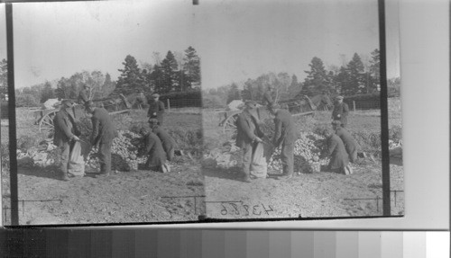 Sorting potatoes after being left in field from three to five days, covered with straw to prevent rotting