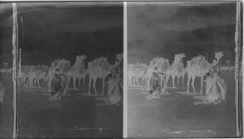 Patient ships of the desert halting for a meal, Egypt