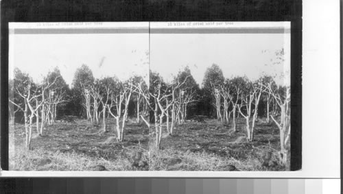 Cultivated Yerba Mate Trees about 7 years old. Their average yield is about 10 kilos of dried mate per tree, Argentina