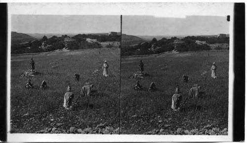 Gathering Tares from wheat in Stony Fields of Bethal. Palestine