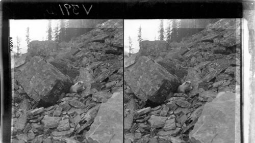 A whistling marmot and his home on the rock slides at head of Lake Louise. Canada