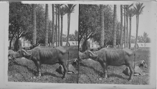 An Egyptian Milk Cow, the useful but ugly water buffalo, Cairo