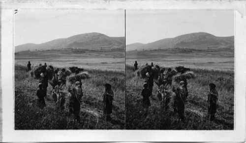 Gleaners in the Harvest Field of Nain Mt. Moreh in Distance Palestine