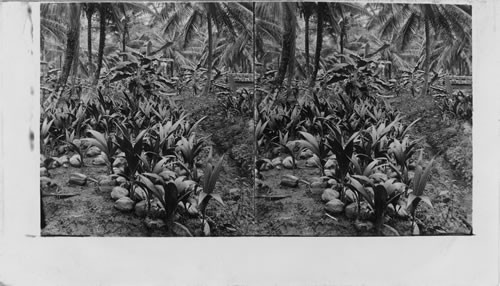 Coconuts Sprouting Where They Fell, Jamaica