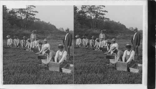 Portuguese picking Cranberries with Scoops on Bogs of Agawam. Cranberry Country, Wareham, Mass