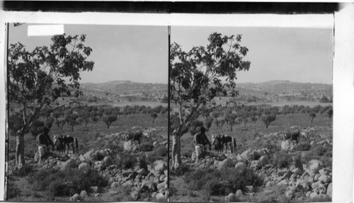 Hill site of ancient Maresha, seen at southwest beyong modern town of Beit Jibrin, Palestine