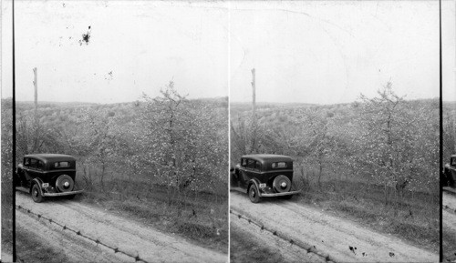 Apple Orchards of Senator W.E. Byrd, Berryville, VA