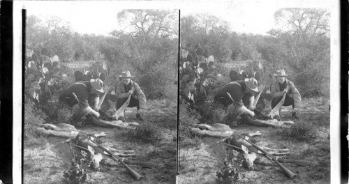 An abundance of deer hunters in the Rio Grande Valley. Texas