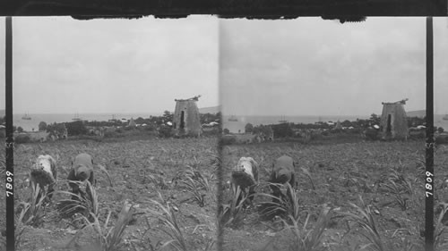 Natives working in the sugar cane fields of St. Croix, West Indies