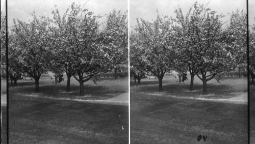 Double Cherry Blossoms, Wash., D.C