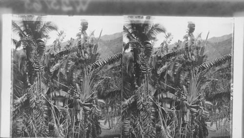 Catching water from Traveler's Palm. (Madagascar) Castleton Gardens, Jamaica